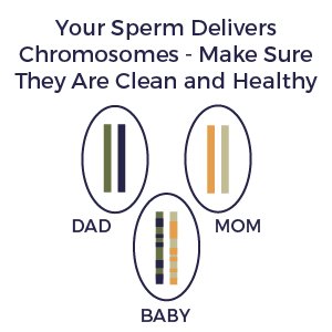 fertilaidmen-chromosones